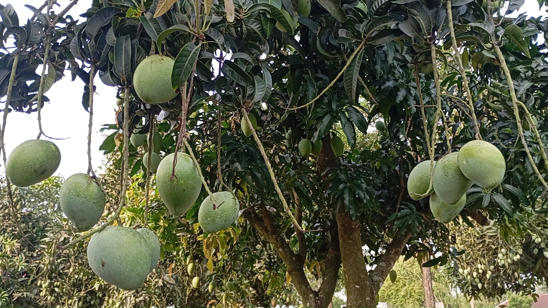 প্রবাসীর শখের বাগানে বাণিজ্যিক আম চাষ