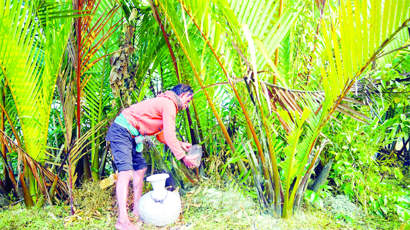  গোল গাছ থেকে রস সংগ্রহ করছেন একজন চাষি